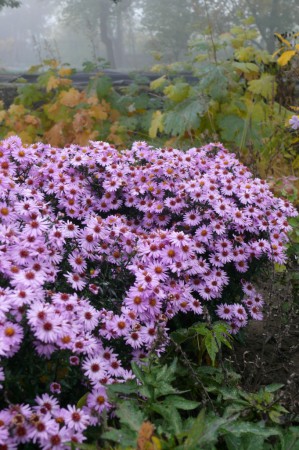 Aster dumosus ´Salabka´